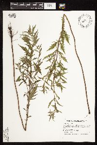 thumbnail image of current specimen
