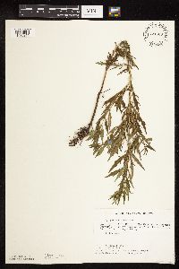 Image of Lycopus americanus