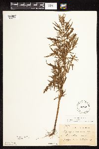 Thumbnail image of current specimen