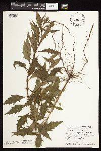 thumbnail image of current specimen