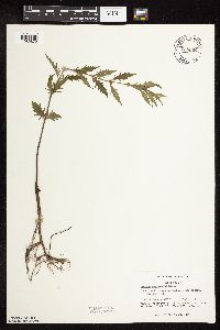 thumbnail image of current specimen