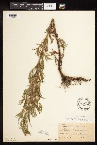 thumbnail image of current specimen