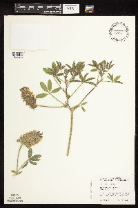 Pediomelum esculentum image