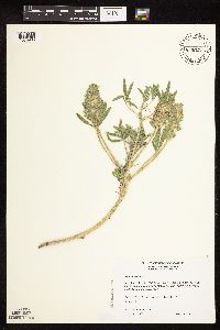 Pediomelum esculentum image