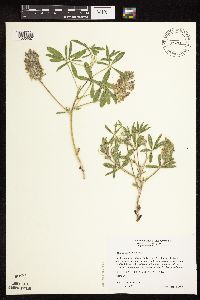 Pediomelum esculentum image