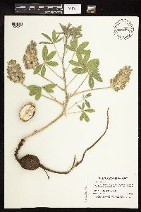 Pediomelum esculentum image