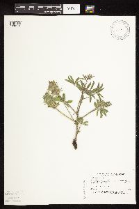 Pediomelum esculentum image