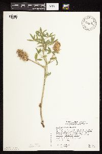 Pediomelum esculentum image