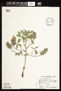 Pediomelum esculentum image