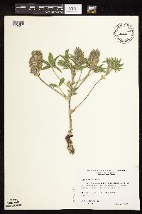 Pediomelum esculentum image