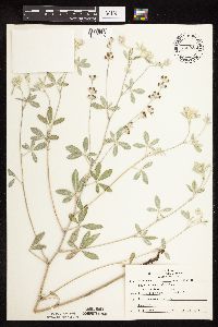 Pediomelum argophyllum image