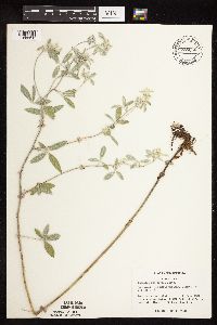 Pediomelum argophyllum image