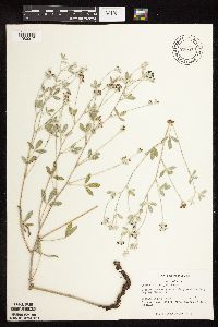 Pediomelum argophyllum image