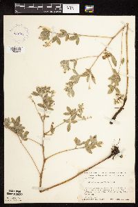 Pediomelum argophyllum image