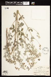 Pediomelum argophyllum image