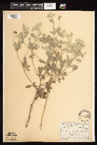 Pediomelum argophyllum image