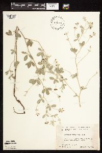 Pediomelum argophyllum image