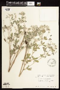 Pediomelum argophyllum image