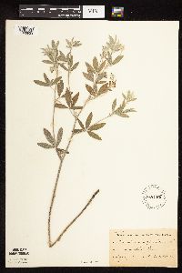 Pediomelum argophyllum image