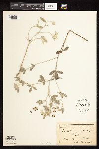 Pediomelum argophyllum image