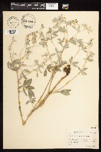 Pediomelum argophyllum image