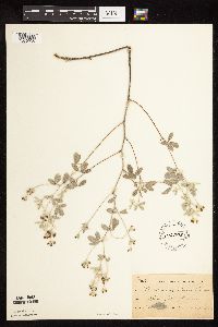 Pediomelum argophyllum image