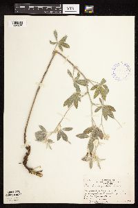 Pediomelum argophyllum image