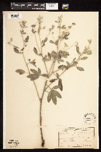 Pediomelum argophyllum image