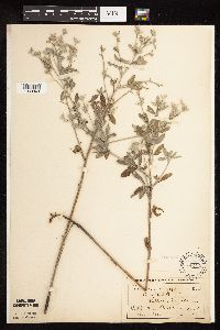 Pediomelum argophyllum image