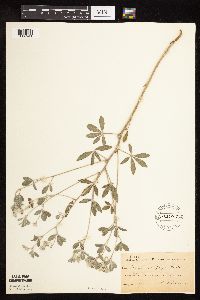 Pediomelum argophyllum image