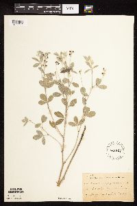 Pediomelum argophyllum image