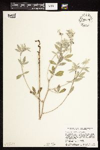 Pediomelum argophyllum image