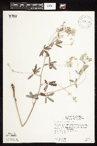 Pediomelum argophyllum image