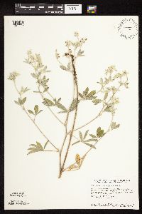 Pediomelum argophyllum image