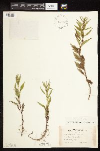 thumbnail image of current specimen