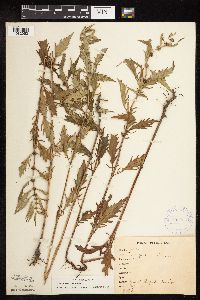 Thumbnail image of current specimen