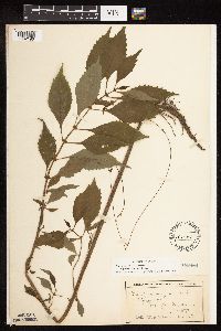 thumbnail image of current specimen