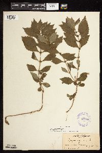 thumbnail image of current specimen