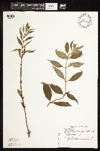 Image of Lycopus uniflorus