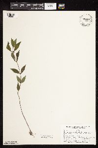 Thumbnail image of current specimen
