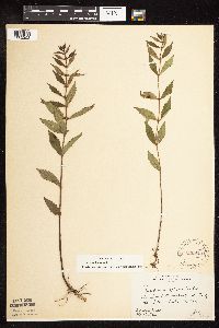 thumbnail image of current specimen