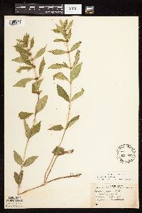 Lycopus uniflorus image