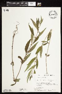 Lycopus uniflorus image