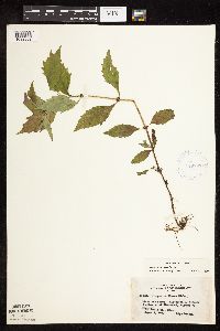 Lycopus uniflorus image