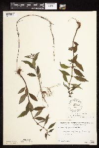 Lycopus uniflorus image