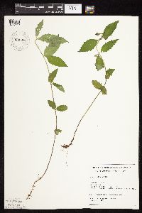 Lycopus uniflorus image
