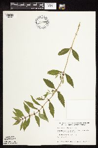 thumbnail image of current specimen