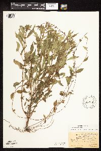 Lycopus uniflorus image
