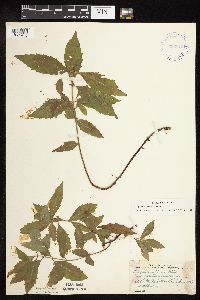 Thumbnail image of current specimen