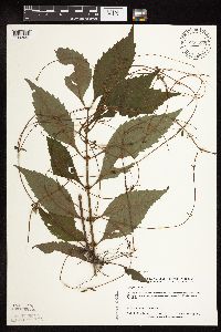 Lycopus virginicus image